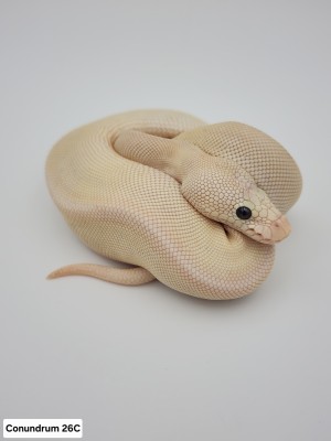 animal image