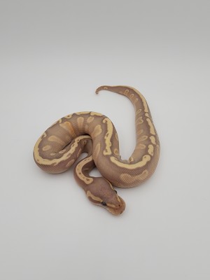 animal image