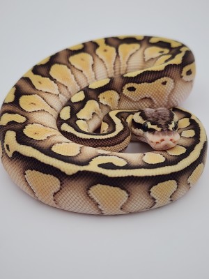 animal image