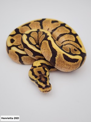 animal image