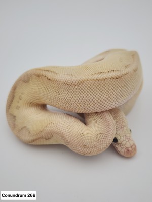 animal image