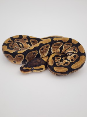 animal image