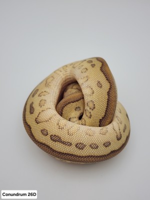 animal image