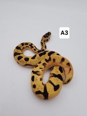 animal image