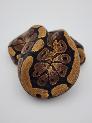 animal image