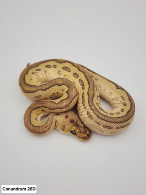 animal image