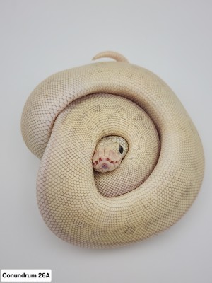 animal image