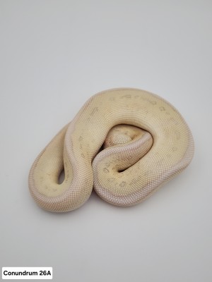 animal image