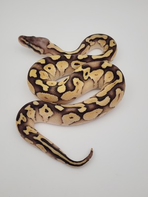 animal image