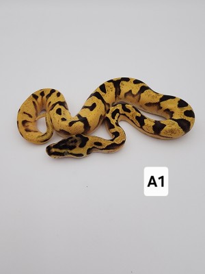animal image
