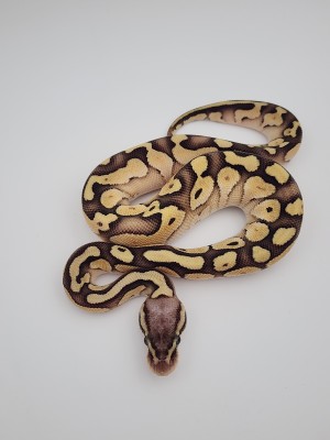 animal image