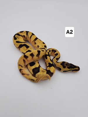 animal image