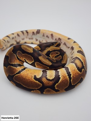 animal image