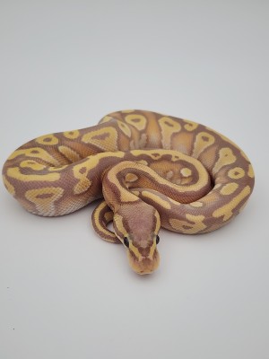 animal image
