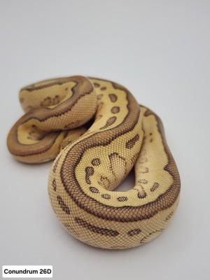 animal image