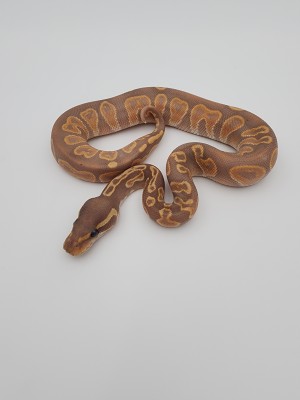 animal image