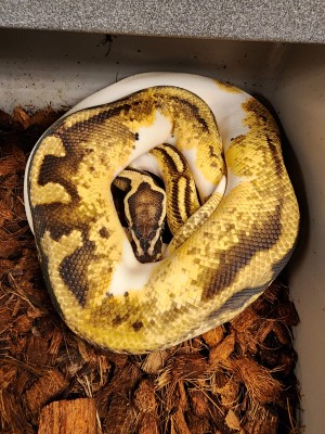 animal image