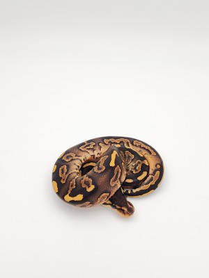 animal image