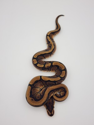 animal image