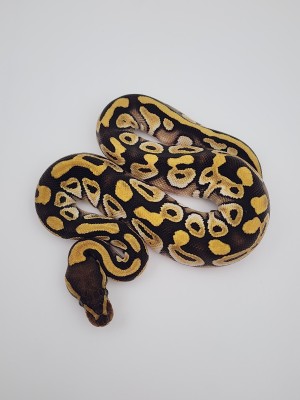 animal image