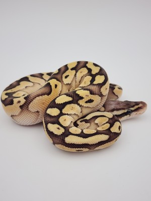 animal image