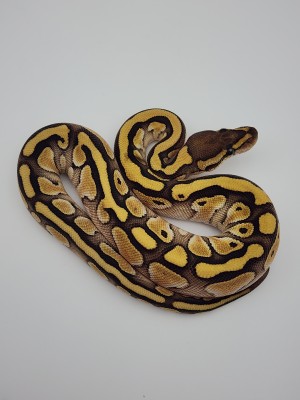 animal image