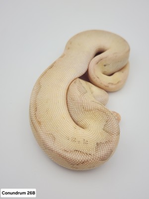animal image