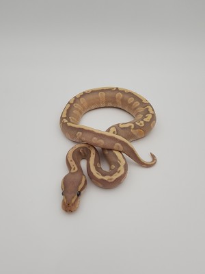 animal image
