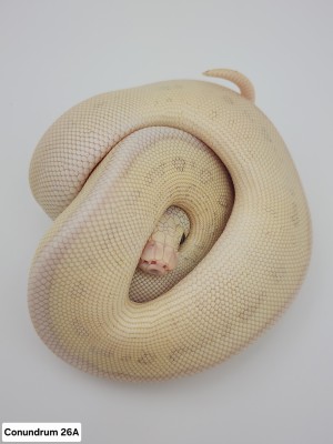 animal image