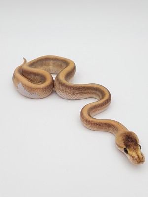 animal image