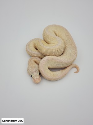 animal image
