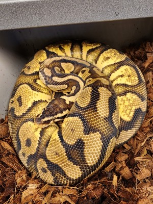 animal image