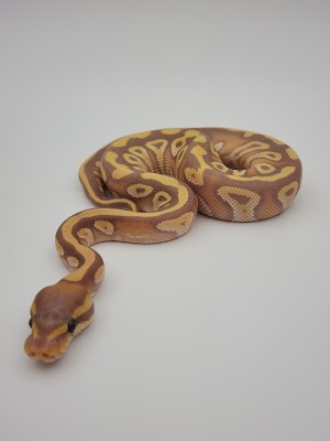 animal image