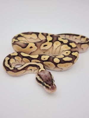 animal image