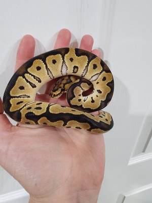 animal image