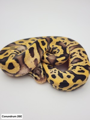 animal image