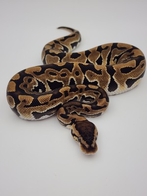 animal image