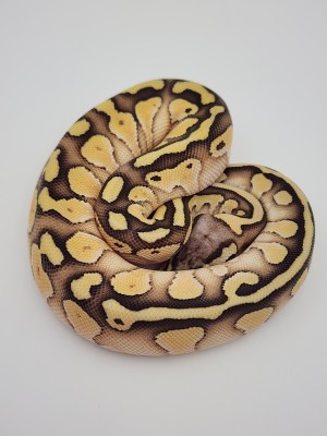 animal image
