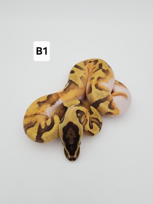 animal image