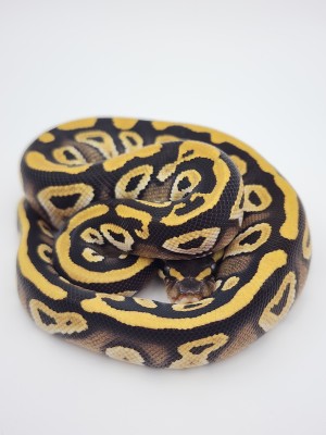 animal image