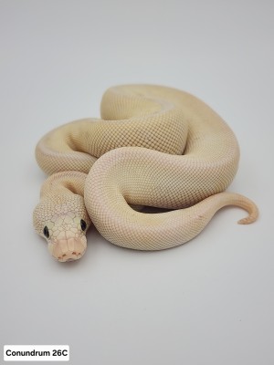 animal image