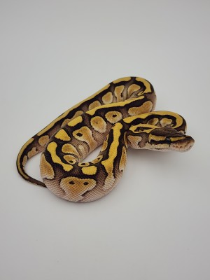 animal image