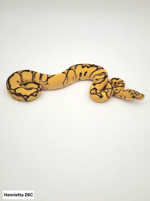 animal image