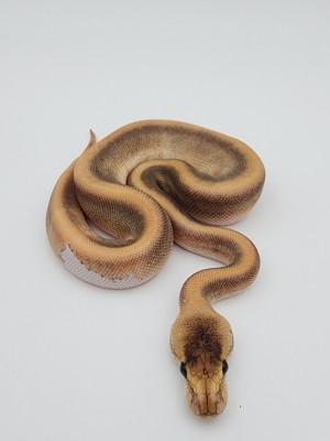 animal image