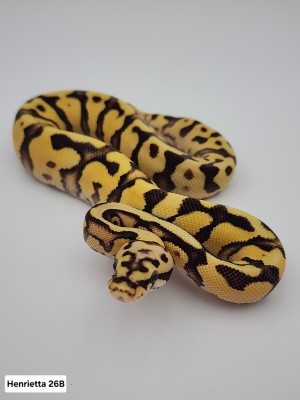 animal image