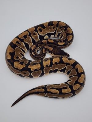 animal image