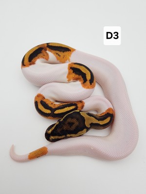 animal image