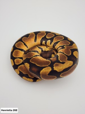 animal image