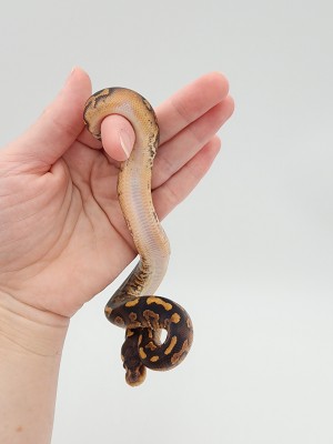 animal image