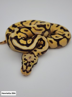 animal image